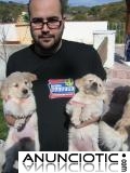cachorros de oro lindo y adorable perro perdiguero de venta libre