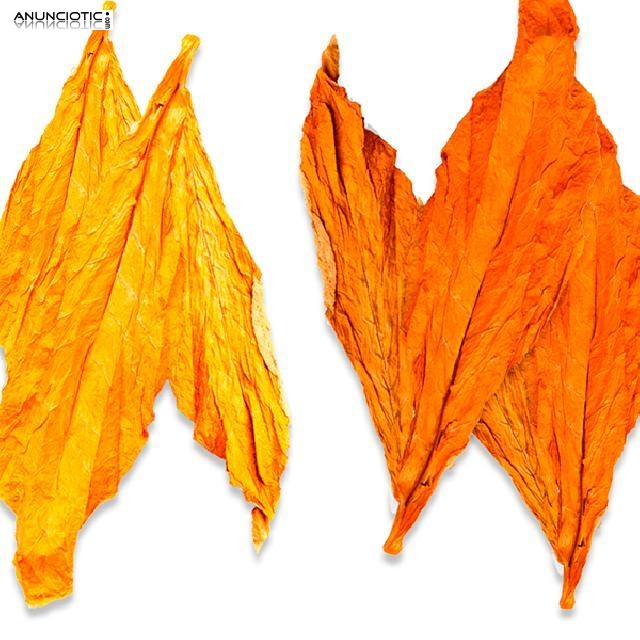 Hoja de Tabaco Virginia Natural Calidad Premium. Precio desde 10 � /kilo