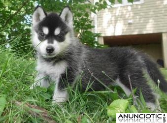  Regalo siberian husky healthy disponibles para la adopci&oacute;n