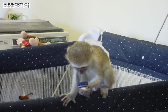   Súper Excelente monos capuchinos Disponible