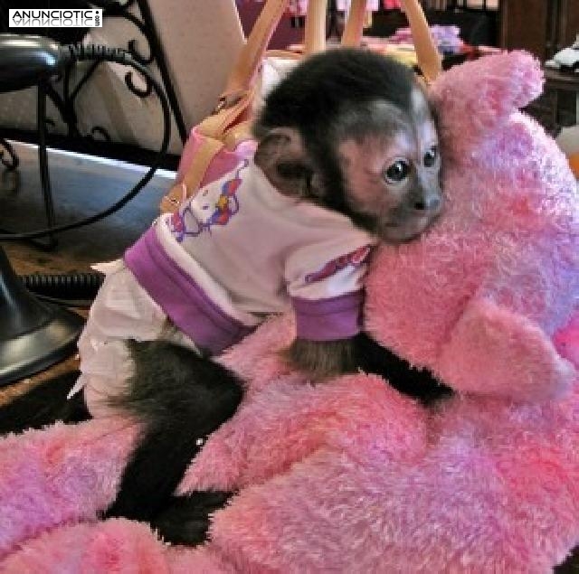 monos capuchinos gemelos para la venta.5