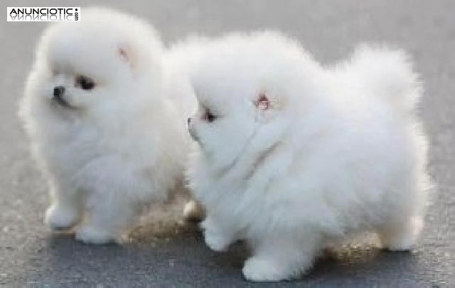 Cachorros de Pomerania para la adopci&oacute;n