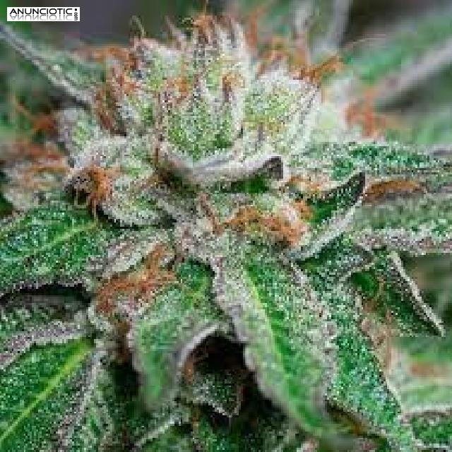 Entrega r&aacute;pida a domicilio leg&iacute;tima de cualquier tipo de kush