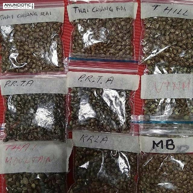 Rubifen, Adderall, Brainplus IQ y Ritalin Todos disponibles m&aacute;s semillas de