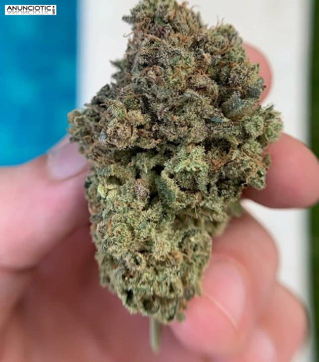 Rubifen, Adderall, Brainplus IQ y Ritalin Todos disponibles m&aacute;s semillas de