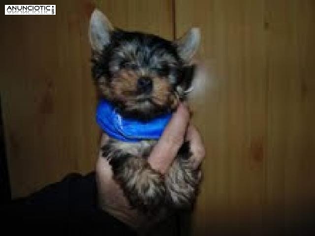  Regalo muy peque&ntilde;o yorkshire