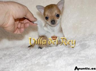 Hembra Chihuahua muy peque&ntilde;a en venta