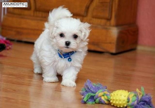 HERMOSAS Y ENTRENADOS CACHORROS MALT&Eacute;S PARA SU APROBACI&Oacute;N