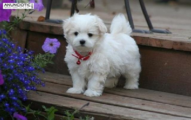 HERMOSAS Y ENTRENADOS CACHORROS MALT&Eacute;S PARA SU APROBACI&Oacute;N