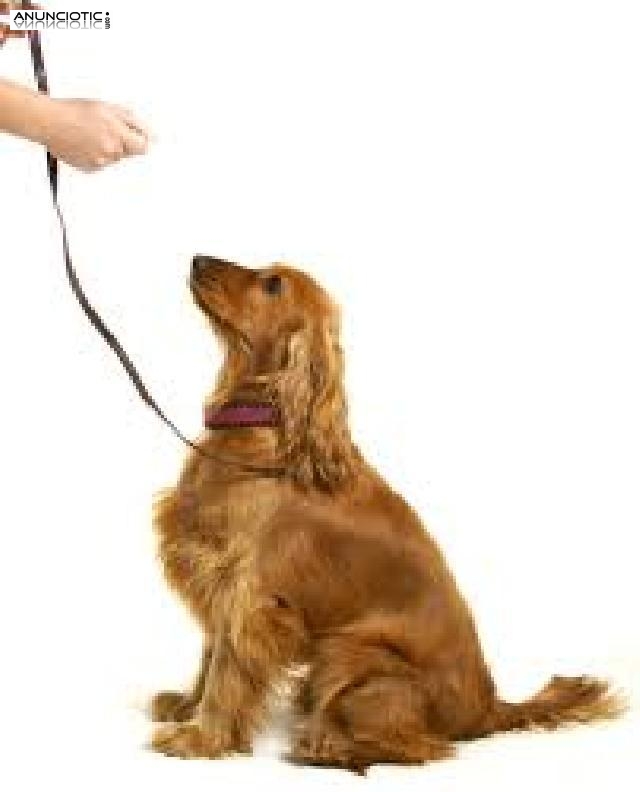 CURSO PELUQUERIA Y EDUCACION PERROS con pr&aacute;cticas, matr&iacute;cula GRATIS. 