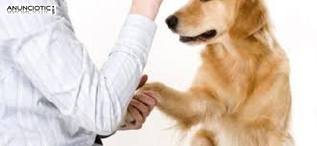 CURSO PELUQUERIA Y EDUCACION PERROS con pr&aacute;cticas, matr&iacute;cula GRATIS.  