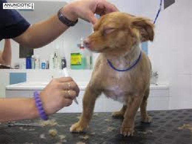 CURSO PELUQUERIA Y EDUCACION PERROS con pr&aacute;cticas, matr&iacute;cula GRATIS. 