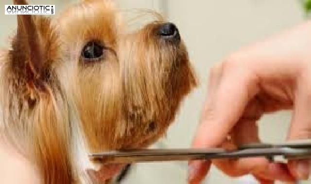 CURSO PELUQUERIA Y EDUCACION PERROS con pr&aacute;cticas, matr&iacute;cula GRATIS.