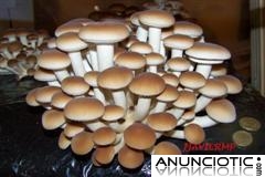 C&oacute;mo cultivar setas en casa