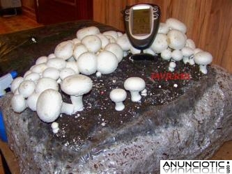 C&oacute;mo cultivar setas en casa