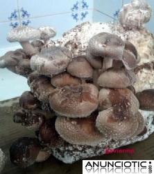 C&oacute;mo cultivar setas en casa