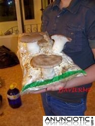 C&oacute;mo cultivar setas en casa