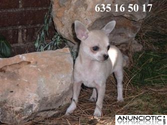 Chihuahua cachorrita supermini Madrid