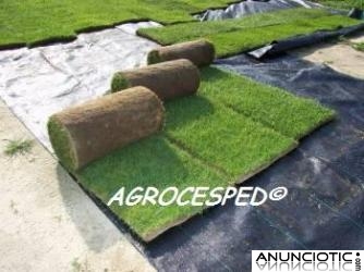 C&eacute;sped natural de AGROCESPED para Madrid