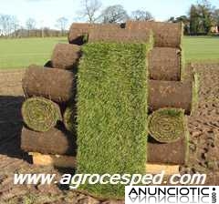 C&eacute;sped natural en rollos para Madrid. AGROCESPED: