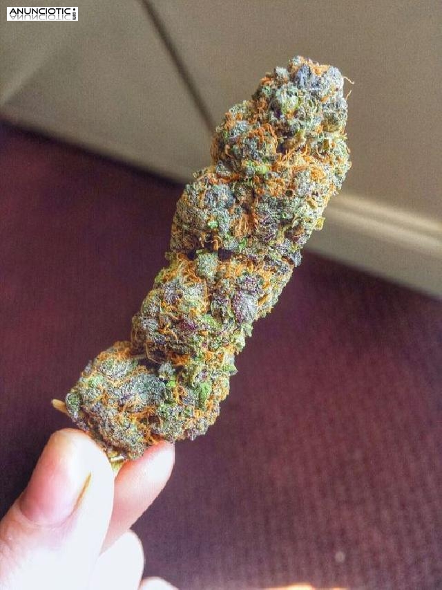 brotes de cannabis medicinal, aceite de hach&iacute;s, aceite CDB, aceite de cera,