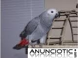 Loros grises africanos habladores para adopci&oacute;n