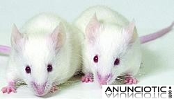 ratones de laboratorio 
