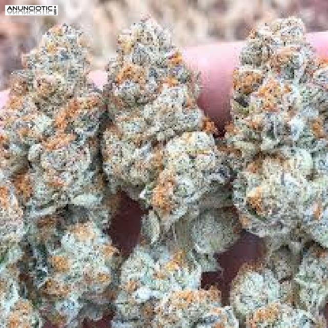 Suministramos medicamentos a cualquier lugar de manera leg&iacute;tima.