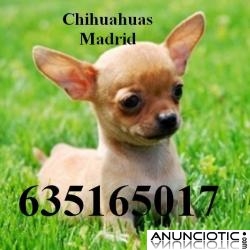 Chihuahuas cachorritos miniaturas
