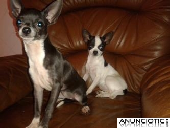 Cachorritas de chihuahua tama&ntilde;o toy