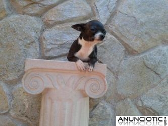 Cachorritas de chihuahua tama&ntilde;o toy