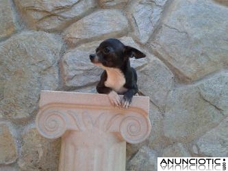Cachorritas de chihuahua tama&ntilde;o toy