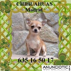 Cachorritas de chihuahua tama&ntilde;o toy