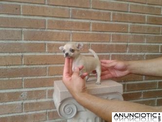 Chihuahuas Madrid. Chihuahuas miniaturas