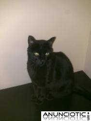REGALO GATO NEGRO