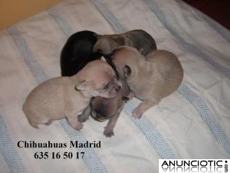 Chihuahuas Madrid
