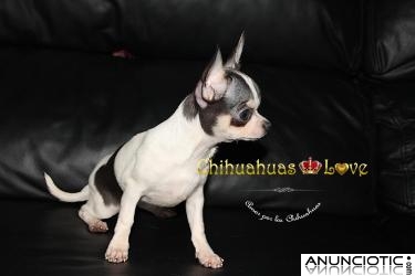 Criadero de Chihuahuas