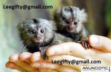 dedo monos tit&iacute; beb&eacute; para adopci&oacute;n