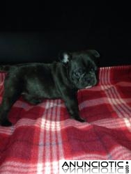 Bulldog franc&eacute;s cachorros disponibles