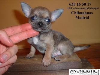 Chihuahuas cachorros Madrid