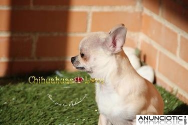Macho Chihuahua Crema