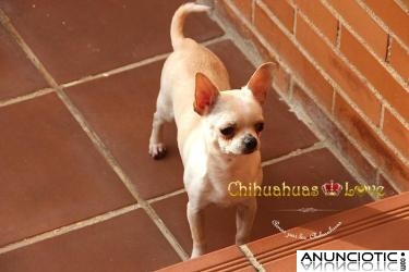 Criadero de Chihuahuas, machos y hembras