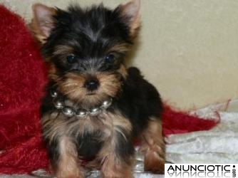 Regalo Yorkshire Terrier (Yorkie) cachorros para la adopci&oacute;n