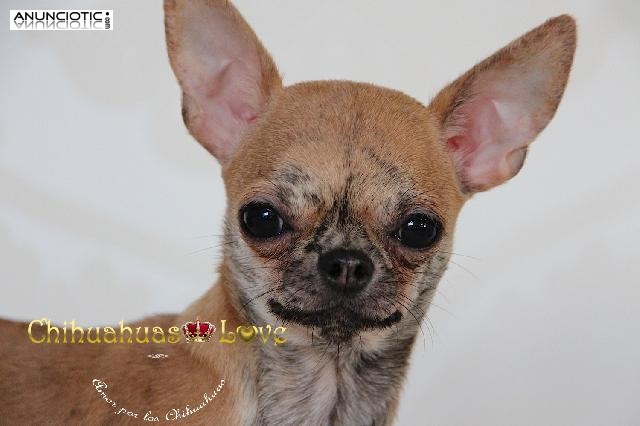 Hembra Chihuahua de 1.5 kg
