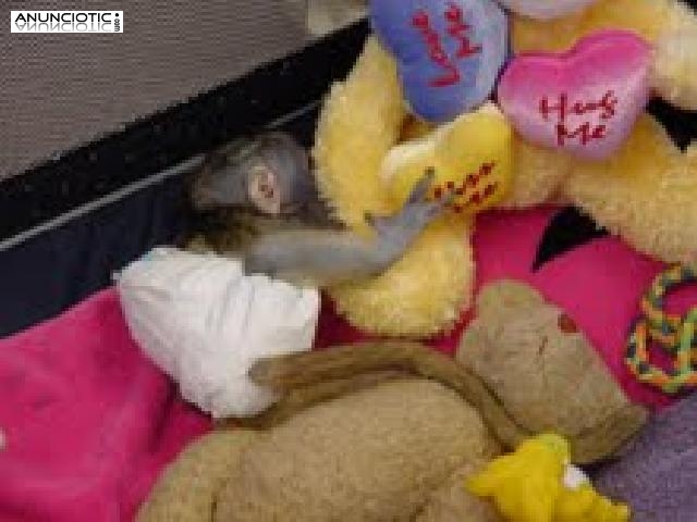Monos de beb&eacute; macho y hembra lindos para la venta