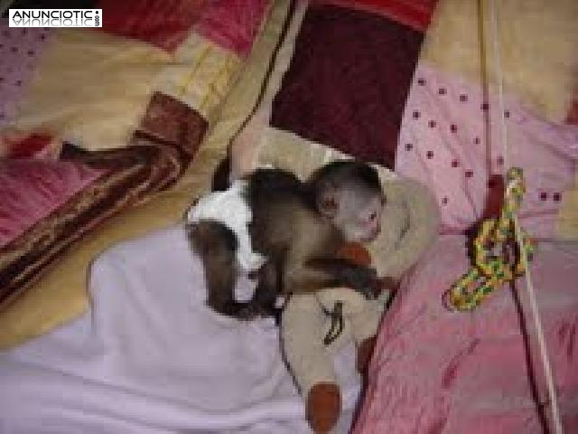Monos de beb&eacute; macho y hembra lindos para la venta