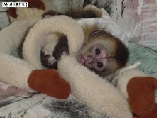 Monos de beb&eacute; macho y hembra lindos para la venta