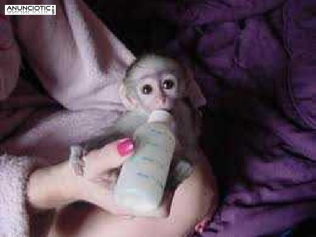 Lindo y adorable beb&eacute; monos capuchinos para la adopci&oacute;n