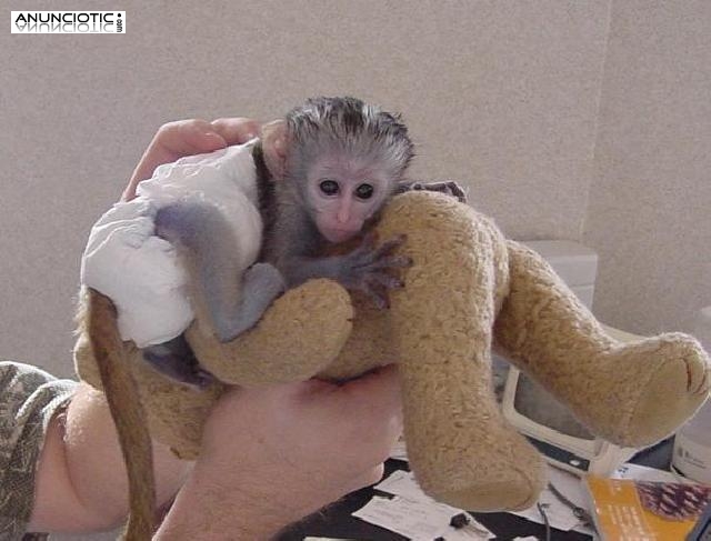 Lindo y adorable bebé monos capuchinos para la adopción