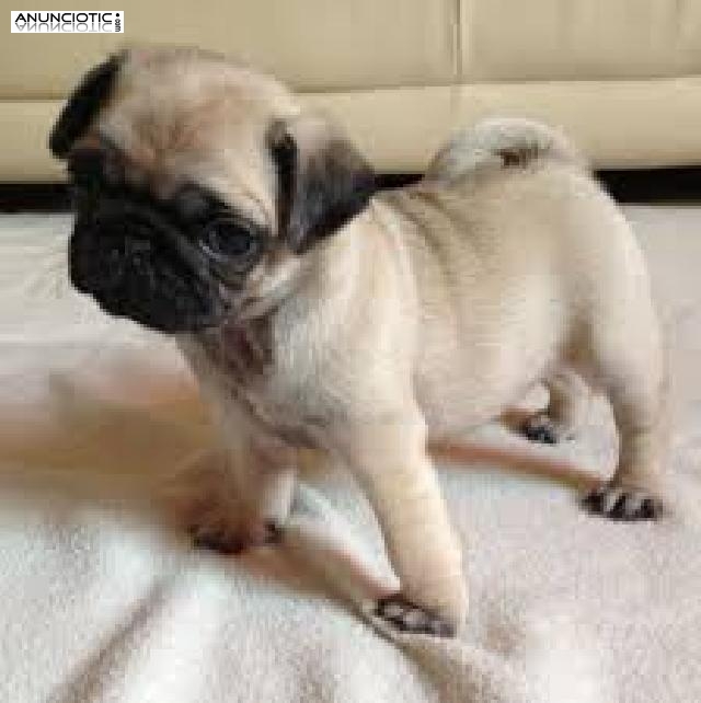 Pug/carlino cahorros casa bien entrenado para su aprobaci&oacute;n